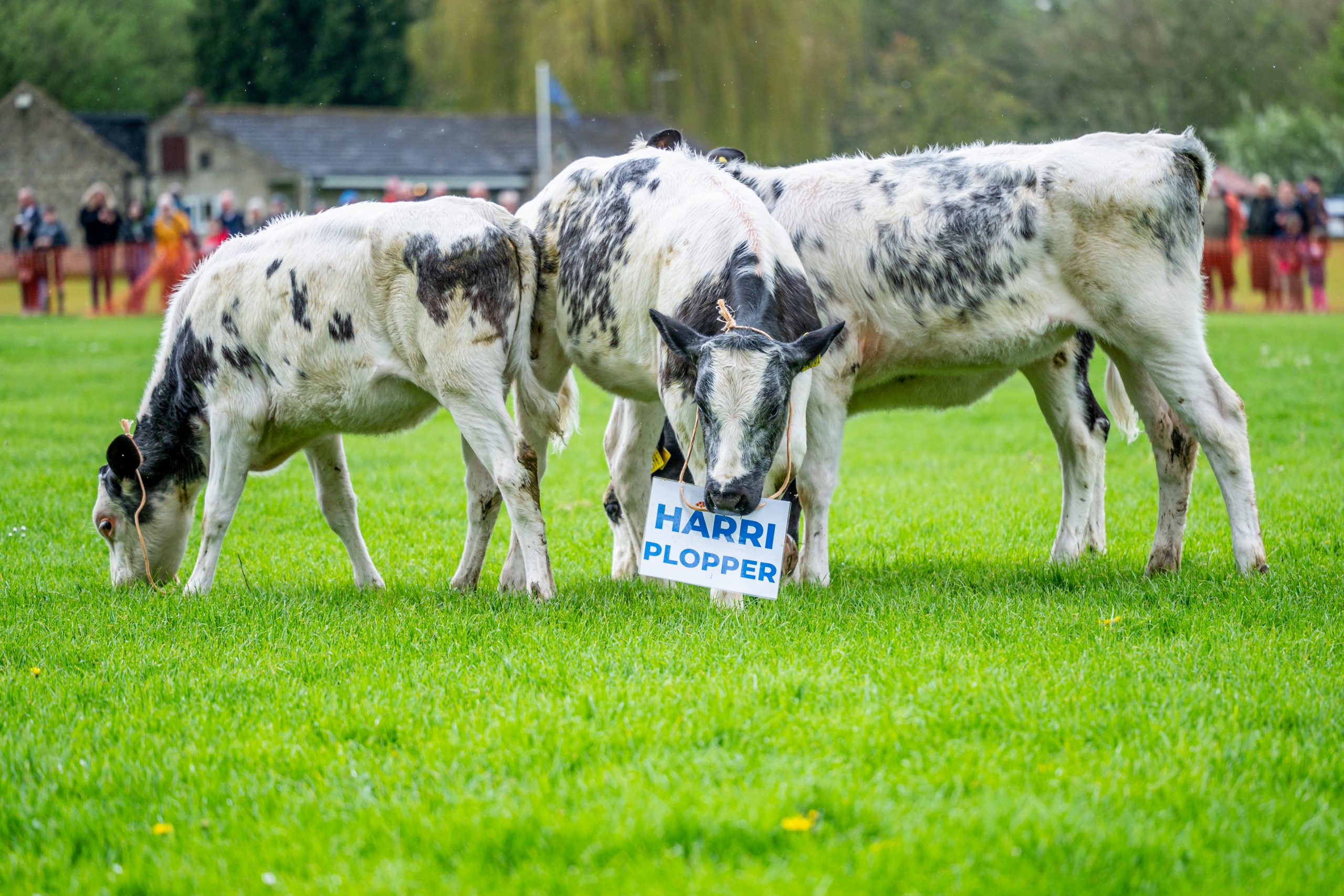 Masham Cow Pat3 Visit Masham